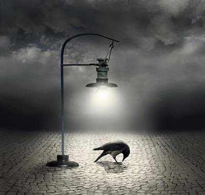 Cover image for research topic "Effects of Artificial Light at Night on Organisms: From Mechanisms to Function"