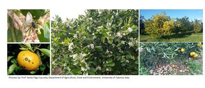 Cover image for research topic "Control and Management of Citrus Diseases and Pests"