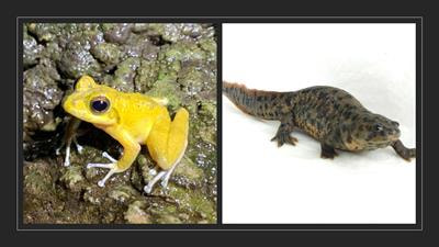 Cover image for research topic "Emerging Approaches in Amphibians: Evolution, Development, and Beyond"