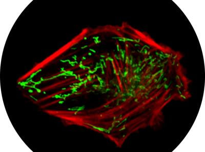 Cover image for research topic "The Subcellular Architecture of Mitochondria in Driving Cellular Processes"
