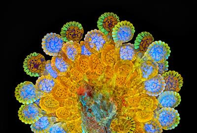 Cover image for research topic "Biologically-Informed Approaches to Design Processes and Applications"