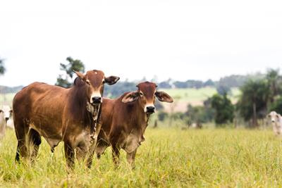 Cover image for research topic "Genetic Diversity and Selection Signatures in Composite Breeds"