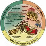 Cover image for research topic "New Horizons in Tumor Microenvironment Biology and Therapy: Implications for New Therapies, Volume II"