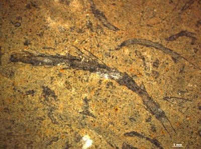 Cover image for research topic "Precambrian Paleontology"