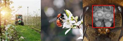 Cover image for research topic "Effects of Pesticides on the Brain of Pollinating Insects"