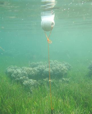 Cover image for research topic "Ecophysiology and Biogeochemistry of Marine Plants in the Anthropocene"