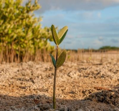 Cover image for research topic "Restoration Ecology: Lessons Learned and Perspectives From the Field"