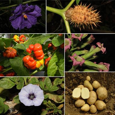 Cover image for research topic "Solanaceae VII:  Biology, Genetics, and Evolution"