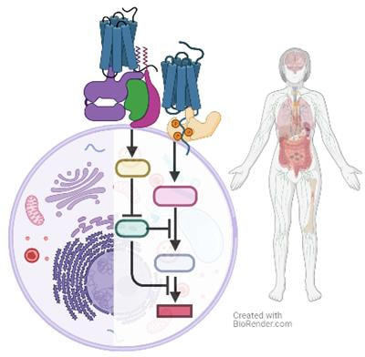 Cover image for research topic "Physiology and Pathophysiology of GPCR Signal Transduction"