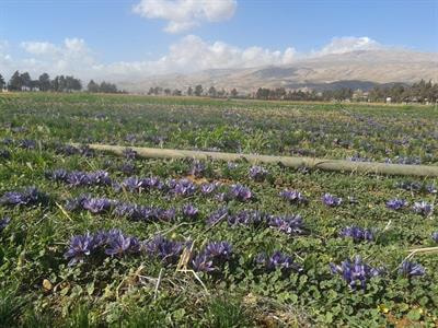 Cover image for research topic "Water-Energy-Food-Health Solutions & Innovations for Low-Carbon, Climate-Resilient Drylands"
