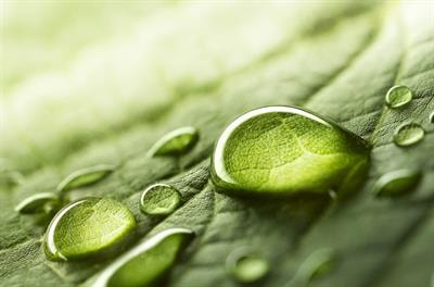 Cover image for research topic "Plant-Water Relations for Sustainable Agriculture"