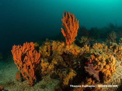 Cover image for research topic "Marine Biodiversity Hotspots – Challenges and Resilience"