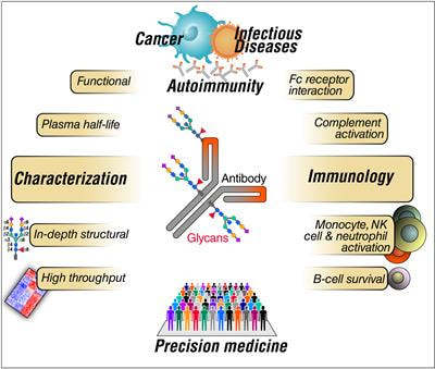 Cover image for research topic "Immunoglobulin Glycosylation Analysis: State-of-the-Art Methods and Applications in Immunology"