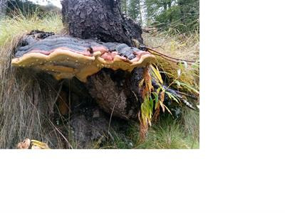 Cover image for research topic "Links between plant, fungal diversity and habitat"