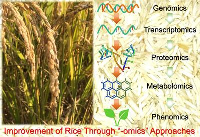 Cover image for research topic "Improvement of Rice Through “-omics” Approaches"