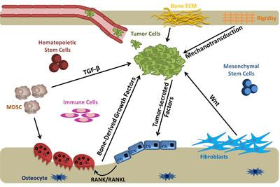 Cover image for research topic "Cancer and Bone Metastasis, Volume II"
