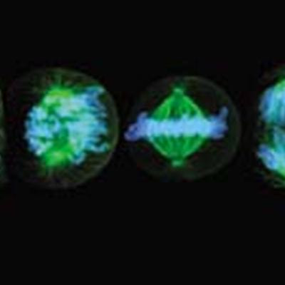 Cover image for research topic "Molecular mechanisms of cellular stress responses in cancer and their therapeutic implications"