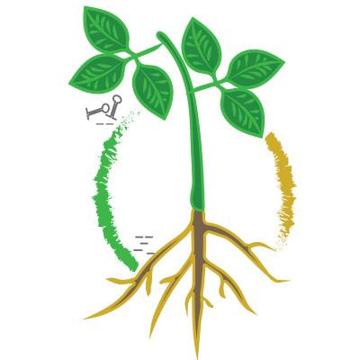 Cover image for research topic "Systemic RNA Signalling in Plants"