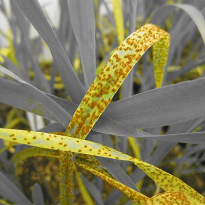 Cover image for research topic "Genomics research on non-model plant pathogens: delivering novel insights into rust fungus biology."
