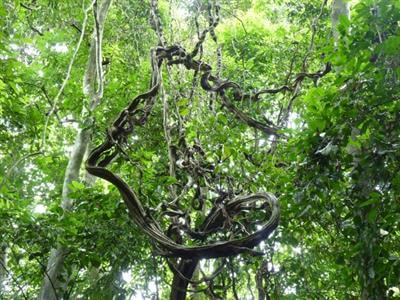 Cover image for research topic "Lianas, Ecosystems, and Global Change"