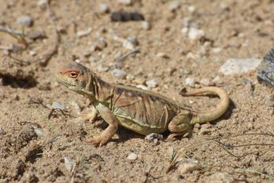 Cover image for research topic "Ecophysiological Analysis of Vulnerability to Climate Warming in Ectotherms"
