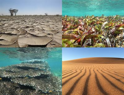 Cover image for research topic "Fluctuating Habitats: Ecological Relevance of Environmental Variability and Predictability on Species, Communities, and Ecosystems"