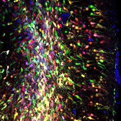 Cover image for research topic "Developmental Aspects of the Olfactory Cortical and Subcortical Areas"