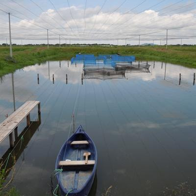 Cover image for research topic "Genomics in aquaculture to better understand species biology and accelerate genetic progress"