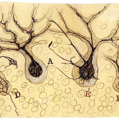 Cover image for research topic "Metastable dynamics of neural ensembles"