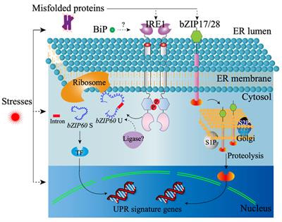 Cover image for research topic "Plant ER Stress and the UPR Signaling Pathways"