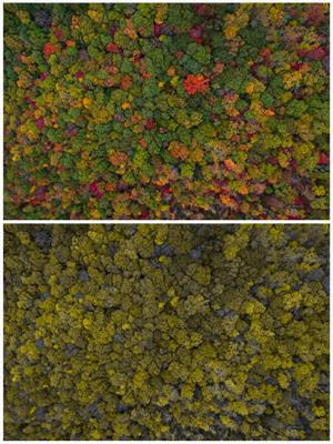 Cover image for research topic "What Sensory Ecology Might Learn From Landscape Ecology?"