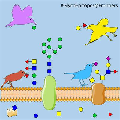 Cover image for research topic "Characterization, Biosynthesis and Biological Functions of Novel Glyco-Epitopes"