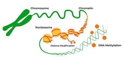Cover image for research topic "Epigenomic Polymorphisms: the Drivers of Diversity and Heterogeneity"