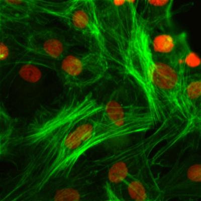 Cover image for research topic "Biomaterials and Bioactive Molecules to Drive Differentiation in Striated Muscle Tissue Engineering"