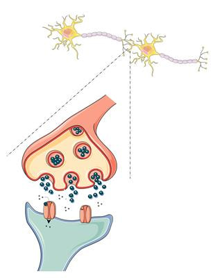 Cover image for research topic "Regulation of AMPA Receptors, from the genetic to the functional level"