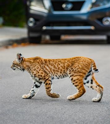 Cover image for research topic "Predators in the City: Large Carnivores in Urban Landscapes of the Anthropocene"