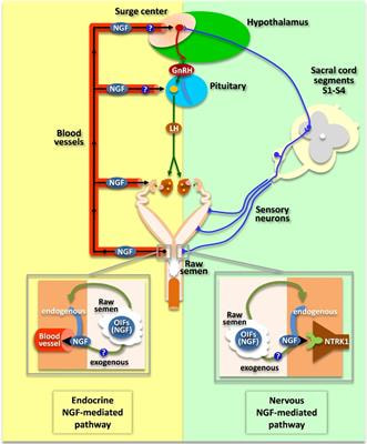 Cover image for research topic "New Insights on Seminal Factors Signaling Female Reproduction in Mammals"