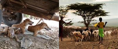 Cover image for research topic "Rabies, a long-standing One Health example – Progress, Challenges, Lessons and Visions on the way to 0 by 30"