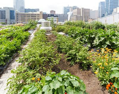 Cover image for research topic "New Directions in Governance of Urban Food Systems Transitions"