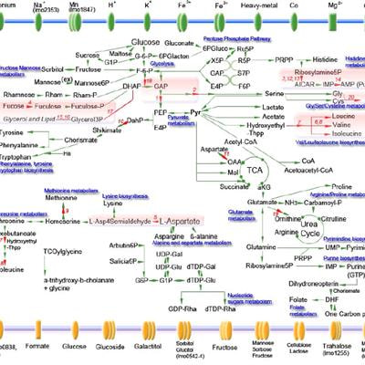 Cover image for research topic "Host-adapted metabolism and its regulation in Bacterial Pathogens"