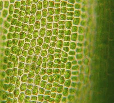 Cover image for research topic "Structure and Function of Chloroplasts, Volume III"