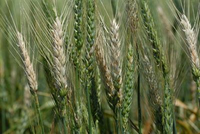 Cover image for research topic "Advances in Breeding for Wheat Disease Resistance"
