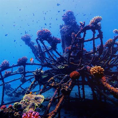 Cover image for research topic "Marine Epibioses"