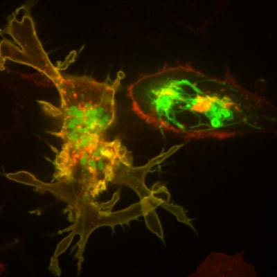Cover image for research topic "Application of antigen cross-presentation research into patient care"