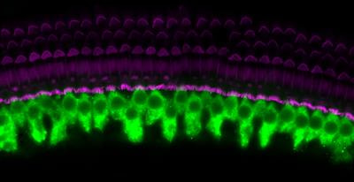 Cover image for research topic "Hair Cells: From Molecules to Function, Volume II"
