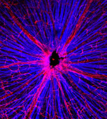 Cover image for research topic "Intersecting Mechanisms of Constitutive and Pathological Neuroinflammation in Central and Peripheral Nervous Systems"