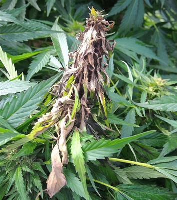 Cover image for research topic "Cannabis IPM - Insect Pests and Diseases"