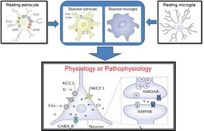 Cover image for research topic "Modulation of Neuronal Excitability by Non-Neuronal Cells in Physiological and Pathophysiological Conditions"