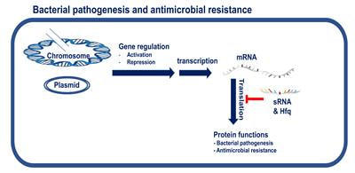 Cover image for research topic "From Gene Regulation to Virulence and Antibiotic Resistance in Bacteria"