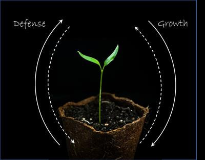 Cover image for research topic "On the Frontier of a Plant's Dilemma: Exploring the Molecular Basis of Growth Versus Defense Antagonism"